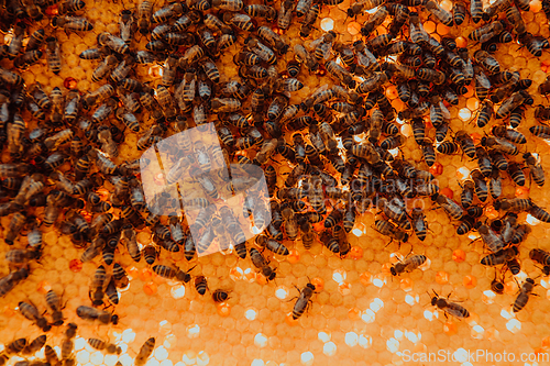 Image of Close up honeycomb in wooden beehive with bees on it. Apiculture concept.