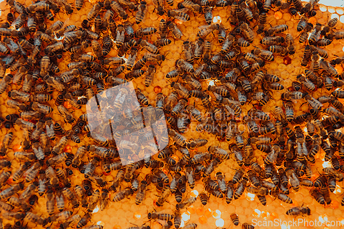 Image of Close up honeycomb in wooden beehive with bees on it. Apiculture concept.