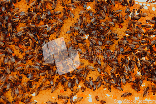 Image of Close up honeycomb in wooden beehive with bees on it. Apiculture concept.