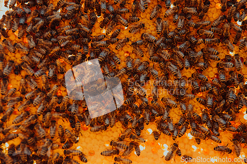 Image of Close up honeycomb in wooden beehive with bees on it. Apiculture concept.