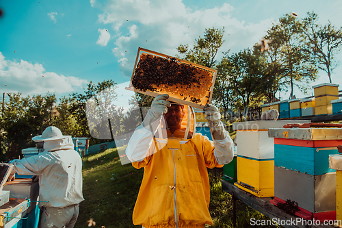 Image of Wide shot of a beekeeper holding the beehive frame filled with honey against the sunlight in the field full of flowers