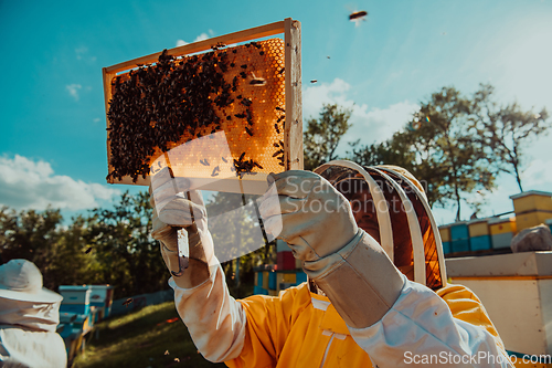 Image of Wide shot of a beekeeper holding the beehive frame filled with honey against the sunlight in the field full of flowers