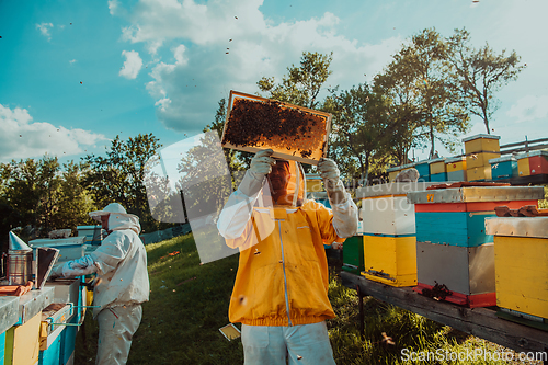 Image of Beekeepers checking honey on the beehive frame in the field. Small business owners on apiary. Natural healthy food produceris working with bees and beehives on the apiary.