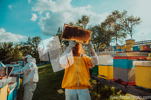 Image of Beekeepers checking honey on the beehive frame in the field. Small business owners on apiary. Natural healthy food produceris working with bees and beehives on the apiary.