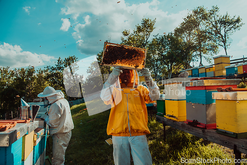 Image of Beekeepers checking honey on the beehive frame in the field. Small business owners on apiary. Natural healthy food produceris working with bees and beehives on the apiary.