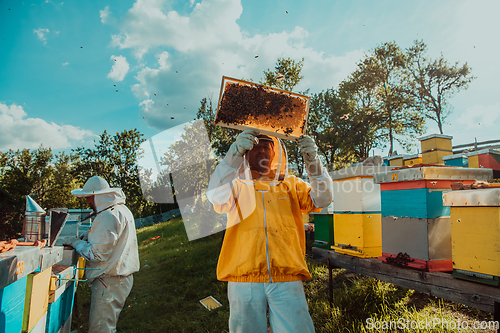 Image of Beekeepers checking honey on the beehive frame in the field. Small business owners on apiary. Natural healthy food produceris working with bees and beehives on the apiary.