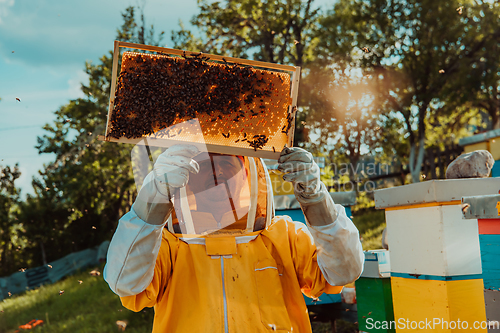 Image of Beekeepers check the honey on the hive frame in the field. Beekeepers check honey quality and honey parasites. A beekeeper works with bees and beehives in an apiary.