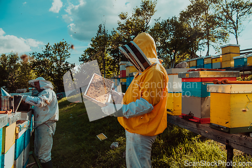 Image of Beekeepers checking honey on the beehive frame in the field. Small business owners on apiary. Natural healthy food produceris working with bees and beehives on the apiary.