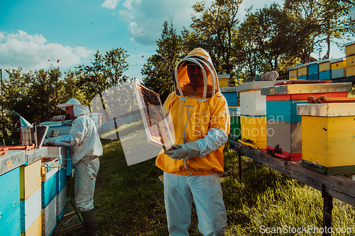 Image of Beekeepers checking honey on the beehive frame in the field. Small business owners on apiary. Natural healthy food produceris working with bees and beehives on the apiary.