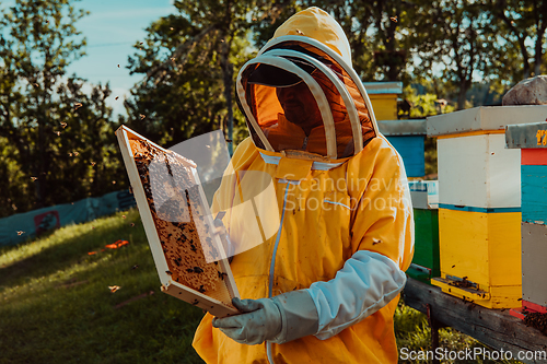 Image of Beekeepers checking honey on the beehive frame in the field. Small business owners on apiary. Natural healthy food produceris working with bees and beehives on the apiary.