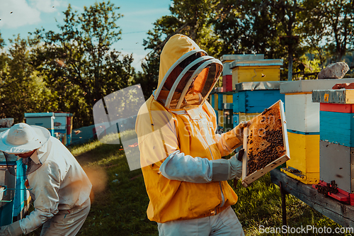 Image of Beekeepers checking honey on the beehive frame in the field. Small business owners on apiary. Natural healthy food produceris working with bees and beehives on the apiary.