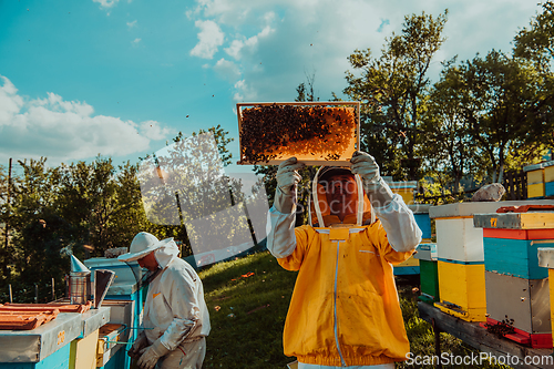 Image of Beekeepers checking honey on the beehive frame in the field. Small business owners on apiary. Natural healthy food produceris working with bees and beehives on the apiary.