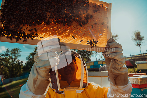 Image of Wide shot of a beekeeper holding the beehive frame filled with honey against the sunlight in the field full of flowers