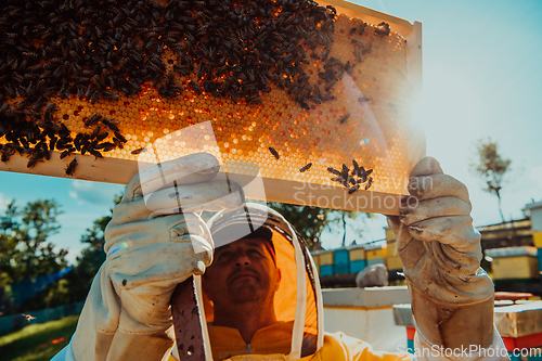 Image of Wide shot of a beekeeper holding the beehive frame filled with honey against the sunlight in the field full of flowers