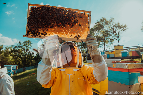 Image of Wide shot of a beekeeper holding the beehive frame filled with honey against the sunlight in the field full of flowers