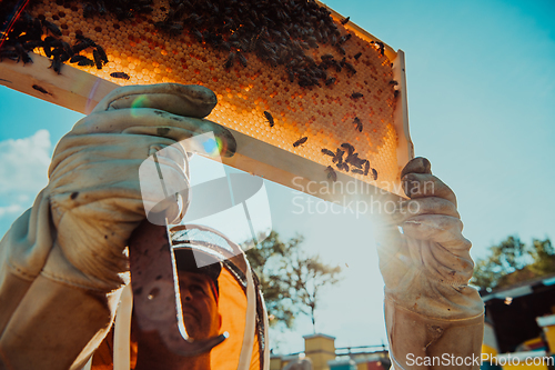 Image of Wide shot of a beekeeper holding the beehive frame filled with honey against the sunlight in the field full of flowers