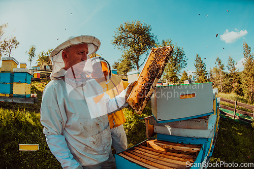 Image of Beekeeper checking honey on the beehive frame in the field. Beekeeper on apiary. Beekeeper is working with bees and beehives on the apiary.