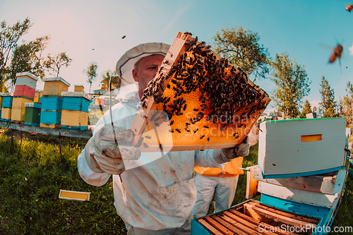 Image of Wide shot of a beekeeper holding the beehive frame filled with honey against the sunlight in the field full of flowers