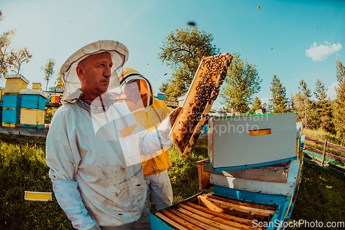 Image of Beekeepers checking honey on the beehive frame in the field. Small business owners on apiary. Natural healthy food produceris working with bees and beehives on the apiary.