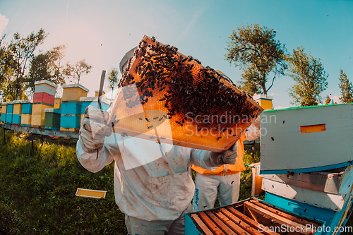 Image of Wide shot of a beekeeper holding the beehive frame filled with honey against the sunlight in the field full of flowers