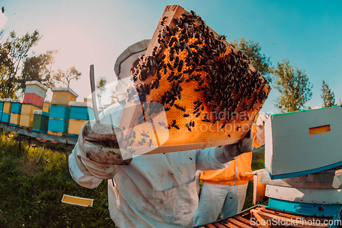 Image of Wide shot of a beekeeper holding the beehive frame filled with honey against the sunlight in the field full of flowers