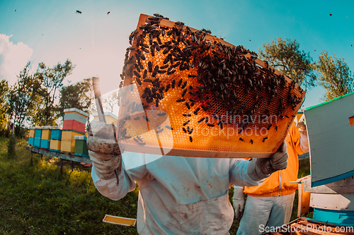 Image of Wide shot of a beekeeper holding the beehive frame filled with honey against the sunlight in the field full of flowers