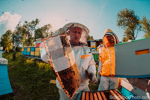 Image of Wide shot of a beekeeper holding the beehive frame filled with honey against the sunlight in the field full of flowers