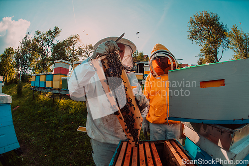 Image of Beekeepers checking honey on the beehive frame in the field. Small business owners on apiary. Natural healthy food produceris working with bees and beehives on the apiary.