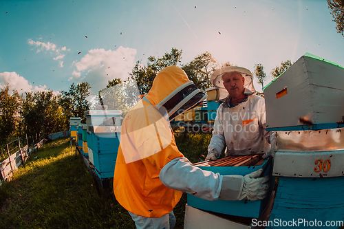 Image of Beekeepers checking honey on the beehive frame in the field. Small business owners on apiary. Natural healthy food produceris working with bees and beehives on the apiary.