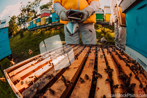 Image of Beekeepers checking honey on the beehive frame in the field. Small business owners on apiary. Natural healthy food produceris working with bees and beehives on the apiary.