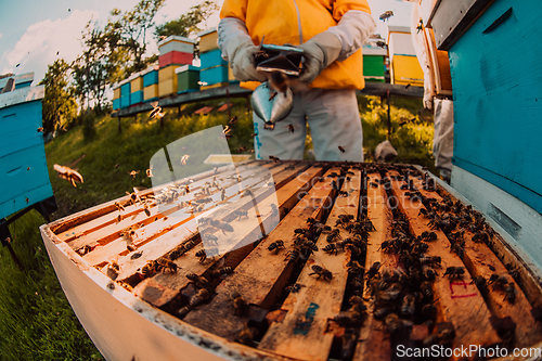 Image of Beekeepers checking honey on the beehive frame in the field. Small business owners on apiary. Natural healthy food produceris working with bees and beehives on the apiary.