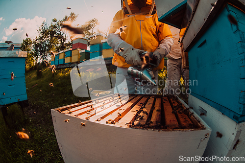 Image of Beekeepers checking honey on the beehive frame in the field. Small business owners on apiary. Natural healthy food produceris working with bees and beehives on the apiary.