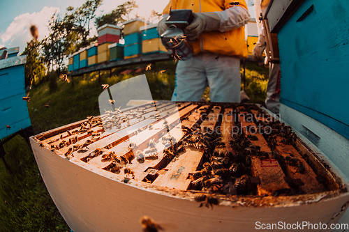 Image of Beekeepers checking honey on the beehive frame in the field. Small business owners on apiary. Natural healthy food produceris working with bees and beehives on the apiary.