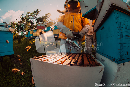 Image of Beekeepers checking honey on the beehive frame in the field. Small business owners on apiary. Natural healthy food produceris working with bees and beehives on the apiary.