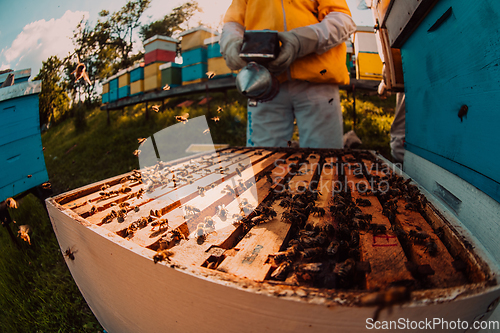 Image of Beekeepers checking honey on the beehive frame in the field. Small business owners on apiary. Natural healthy food produceris working with bees and beehives on the apiary.