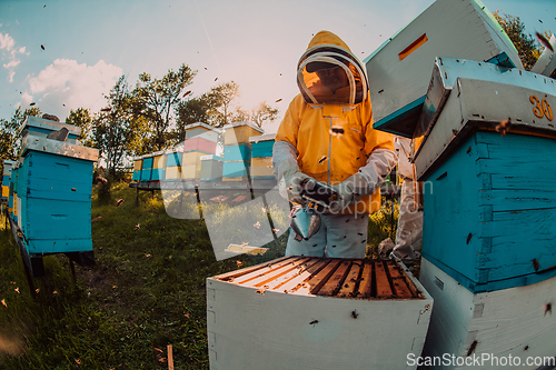 Image of Beekeepers checking honey on the beehive frame in the field. Small business owners on apiary. Natural healthy food produceris working with bees and beehives on the apiary.