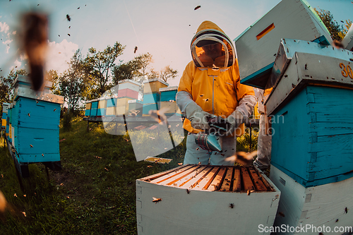 Image of Beekeepers checking honey on the beehive frame in the field. Small business owners on apiary. Natural healthy food produceris working with bees and beehives on the apiary.