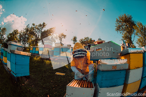 Image of Beekeepers checking honey on the beehive frame in the field. Small business owners on apiary. Natural healthy food produceris working with bees and beehives on the apiary.