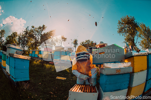 Image of Beekeepers checking honey on the beehive frame in the field. Small business owners on apiary. Natural healthy food produceris working with bees and beehives on the apiary.