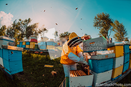 Image of Beekeepers checking honey on the beehive frame in the field. Small business owners on apiary. Natural healthy food produceris working with bees and beehives on the apiary.