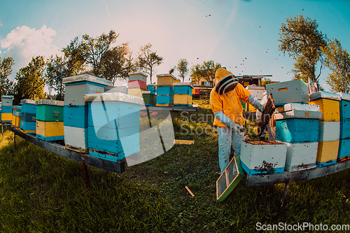 Image of Beekeeper checking honey on the beehive frame in the field. Beekeeper on apiary. Beekeeper is working with bees and beehives on the apiary.