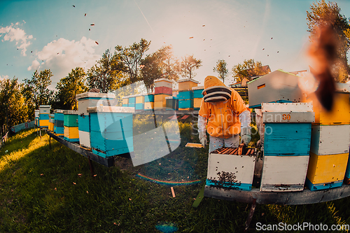 Image of Beekeeper checking honey on the beehive frame in the field. Beekeeper on apiary. Beekeeper is working with bees and beehives on the apiary.