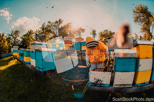 Image of Beekeeper checking honey on the beehive frame in the field. Beekeeper on apiary. Beekeeper is working with bees and beehives on the apiary.