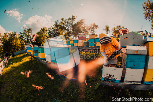 Image of Beekeeper checking honey on the beehive frame in the field. Beekeeper on apiary. Beekeeper is working with bees and beehives on the apiary.