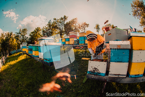 Image of Beekeeper checking honey on the beehive frame in the field. Beekeeper on apiary. Beekeeper is working with bees and beehives on the apiary.