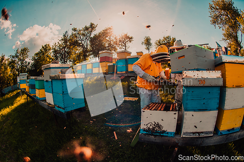 Image of Beekeeper checking honey on the beehive frame in the field. Beekeeper on apiary. Beekeeper is working with bees and beehives on the apiary.