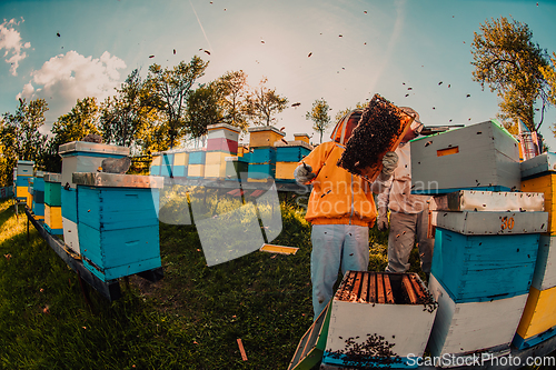 Image of Beekeepers checking honey on the beehive frame in the field. Small business owners on apiary. Natural healthy food produceris working with bees and beehives on the apiary.