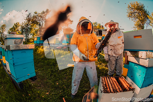 Image of Beekeepers checking honey on the beehive frame in the field. Small business owners on apiary. Natural healthy food produceris working with bees and beehives on the apiary.