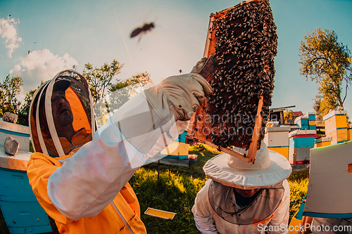 Image of Beekeepers checking honey on the beehive frame in the field. Small business owners on apiary. Natural healthy food produceris working with bees and beehives on the apiary.