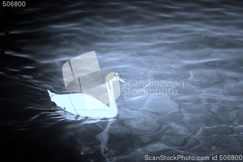 Image of Swan